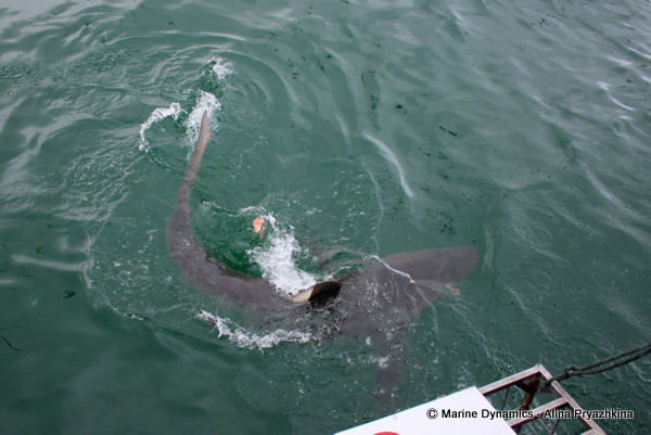Shark bronze whaler gansbaai