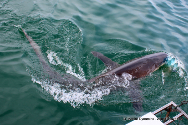 Bronze whaler