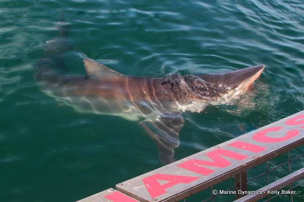 Marine Dynamics South Africa Bronze Whaler shark