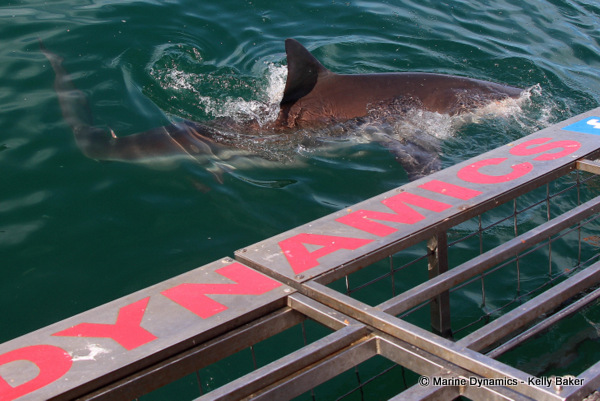 Marine Dynamics South Africa Bronze Whaler shark