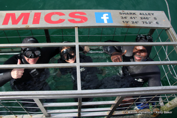 Shark cage diving Gansbaai South Africa