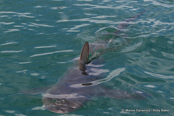 Marine Dynamics South Africa Bronze Whaler shark