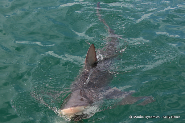 Marine Dynamics South Africa Bronze Whaler shark