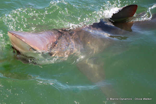 Bronze Whaler shark, South Africa