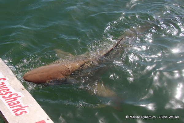 Bronze Whaler shark, South Africa