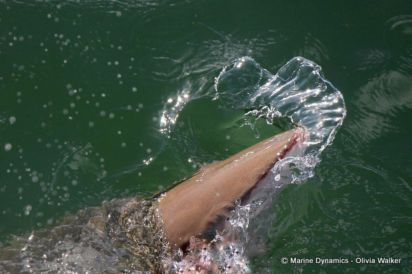 Bronze Whaler shark, South Africa