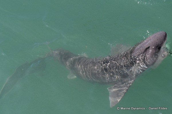 Sevengill Cow shark, South Africa