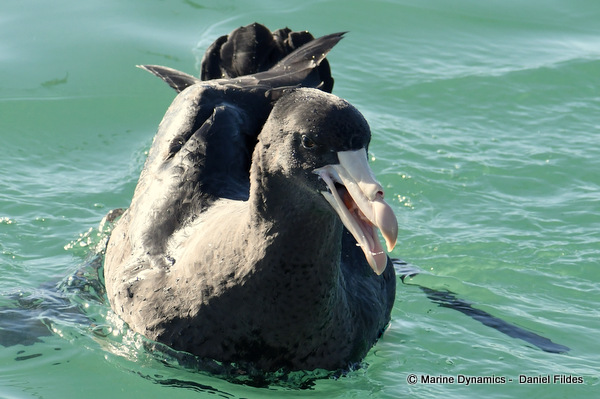 Giant Petrel, South Africa