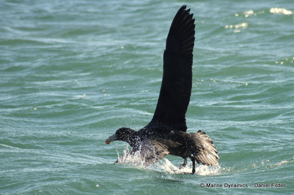 Giant Petrel, South Africa