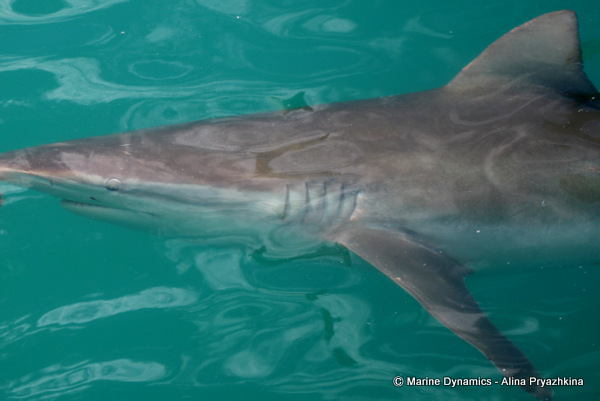 Bronze Whaler shark, South Africa