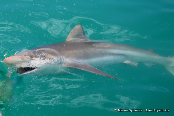 Bronze Whaler shark, South Africa