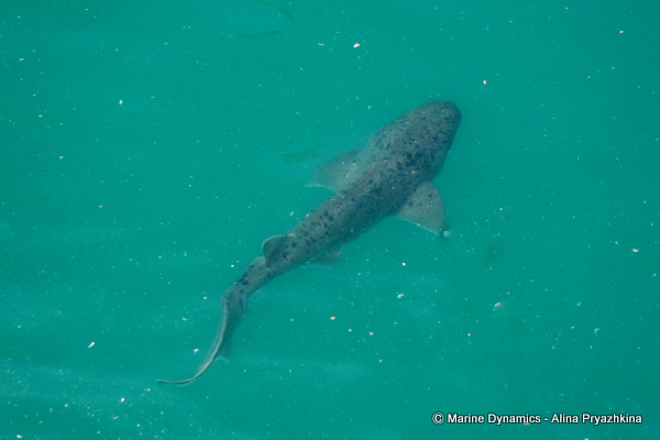 Sevengill shark, South Africa