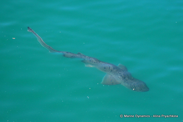 Sevengill shark, South Africa