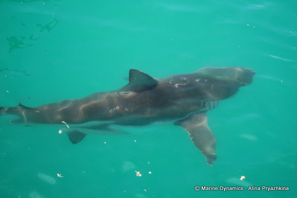 Bronze Whaler shark, South Africa