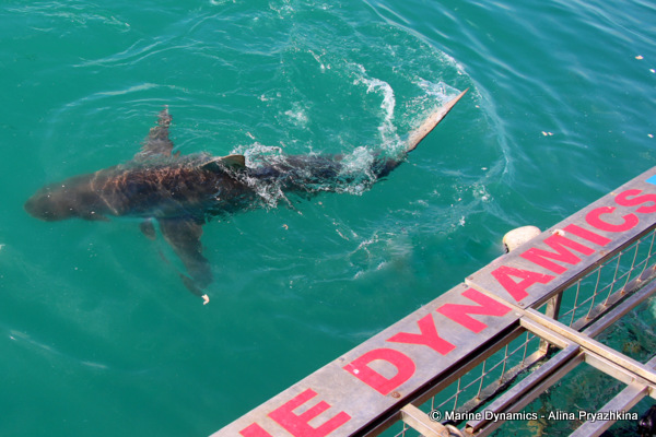 Bronze Whaler shark, South Africa