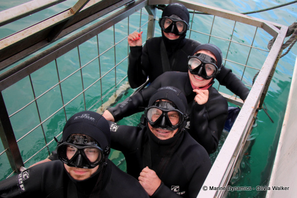 shark cage diving, South Africa