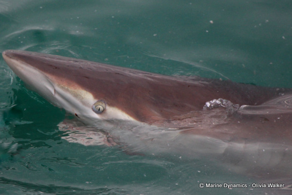 Bronze Whaler shark, South Africa