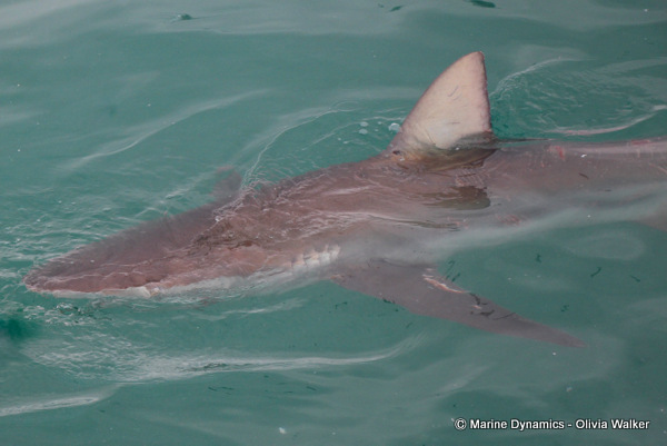 Bronze Whaler shark, South Africa