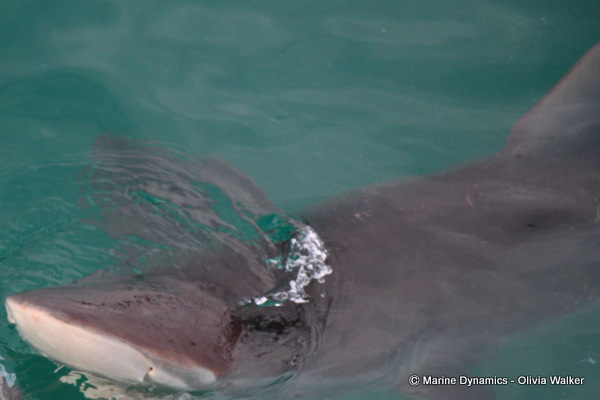 Bronze Whaler shark, South Africa