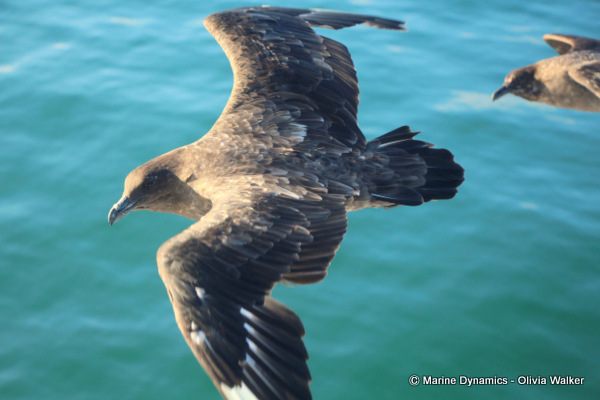 Sub Antarctic Skua, South Africa