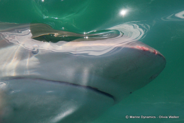 Bronze Whaler shark, South Africa