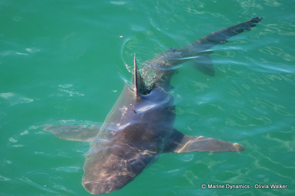 Bronze Whaler shark, South Africa