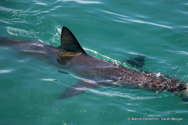 Bronze whaler shark
