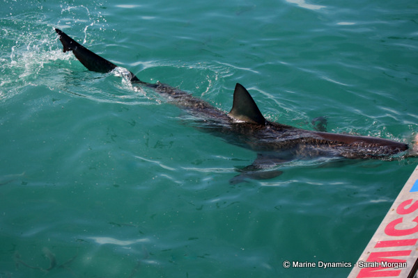 Bronze whaler shark