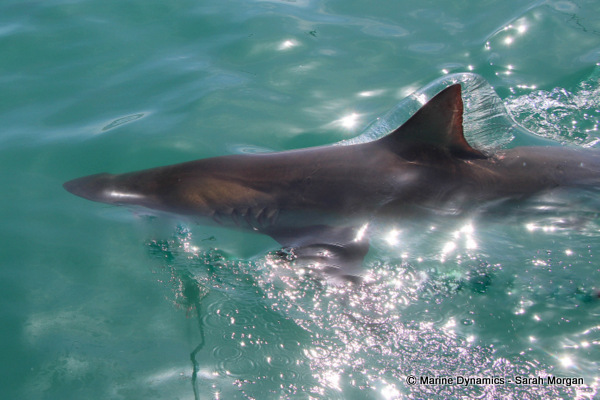 Bronze whaler shark