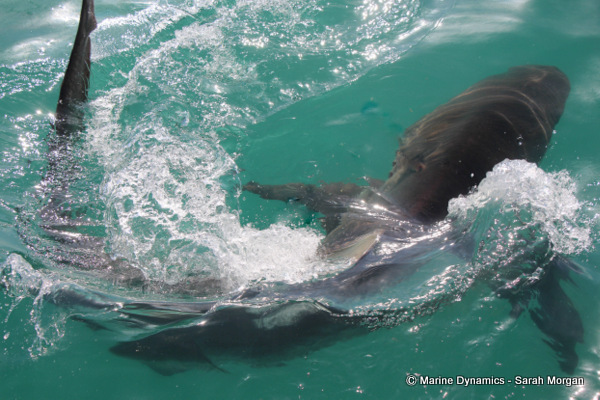Bronze whaler shark