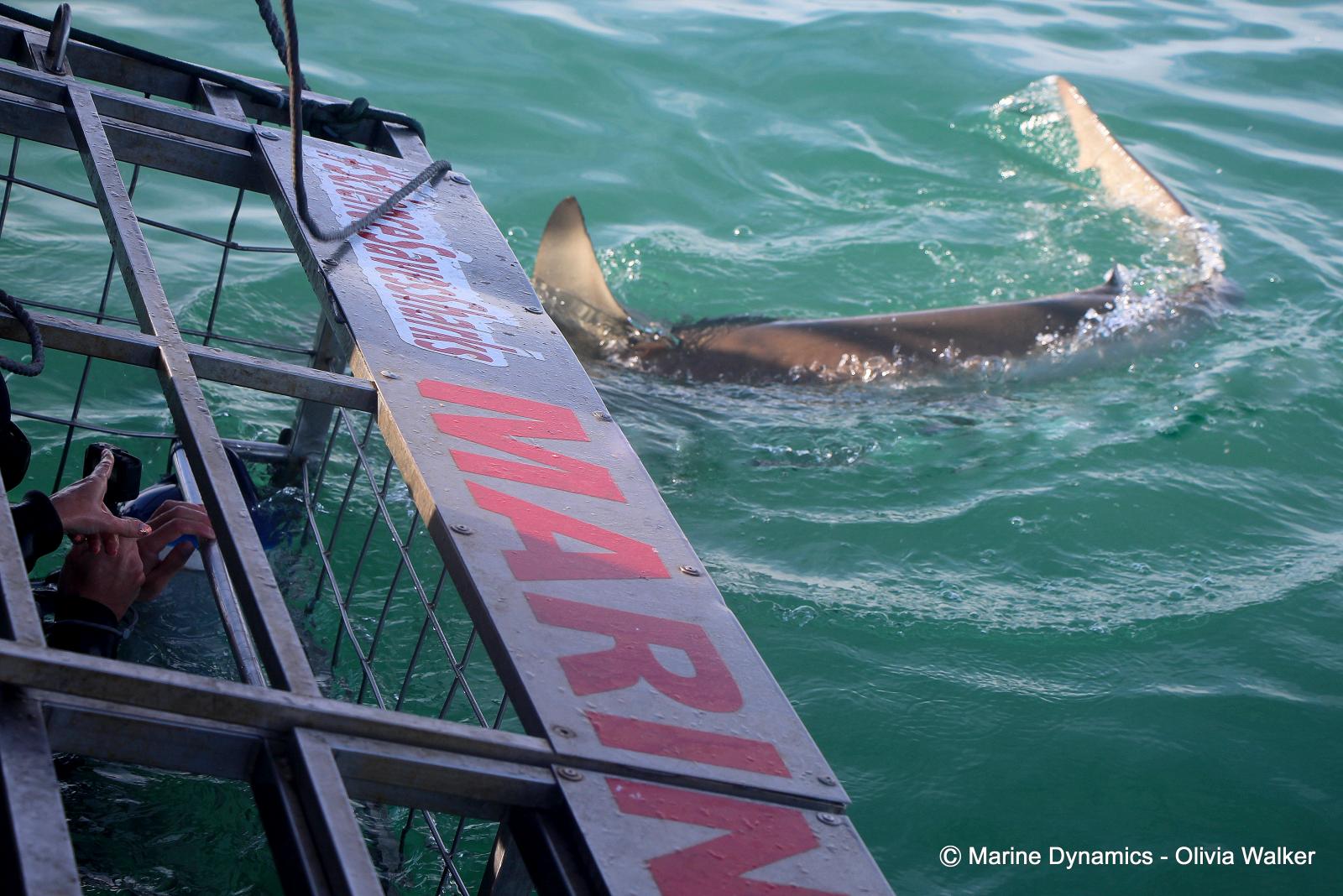 Bronze whaler shark, South Africa