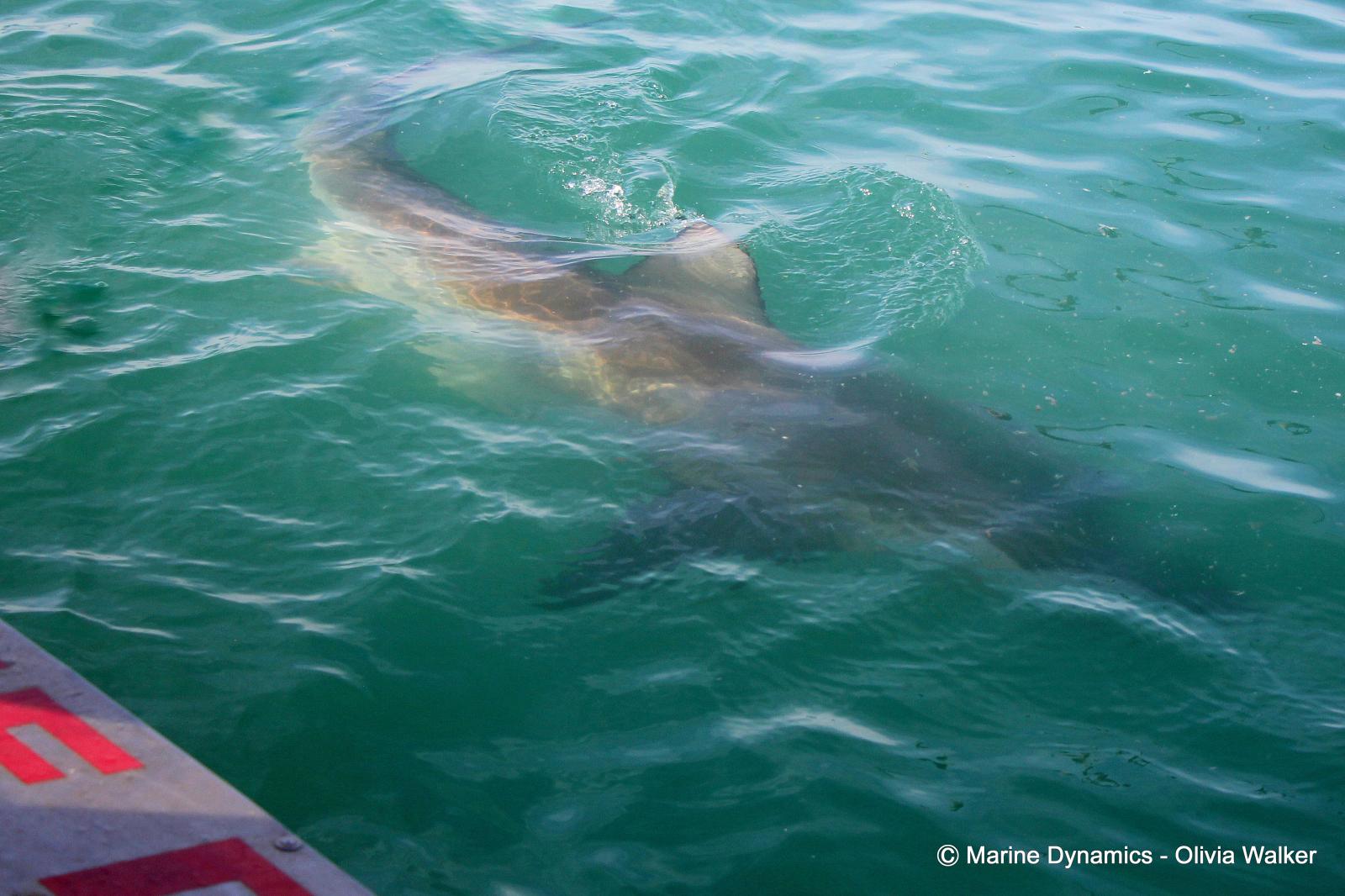 Bronze whaler shark, South Africa