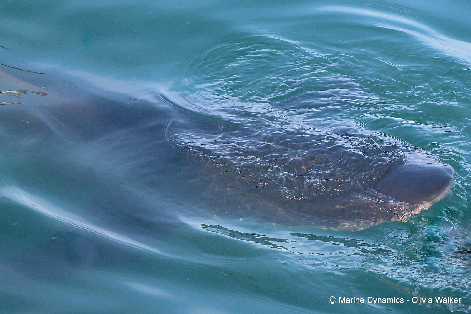 Bronze whaler shark, South Africa