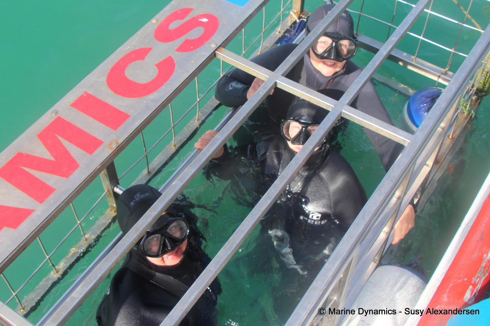 shark cage diving, South Africa