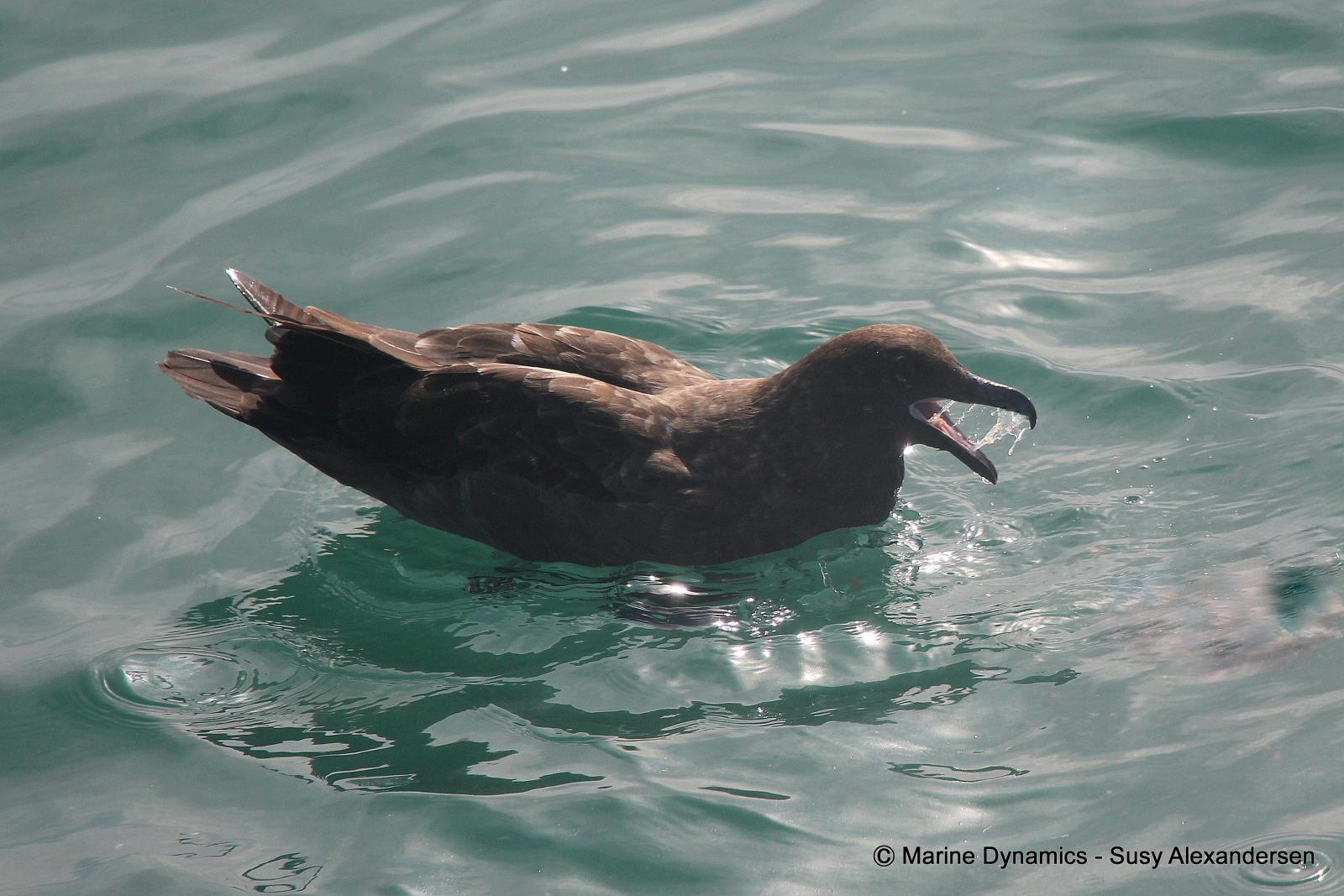 Sub Antarctic Skua