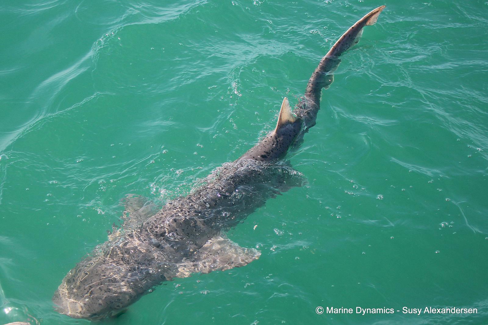 Sevengill shark, South Africa