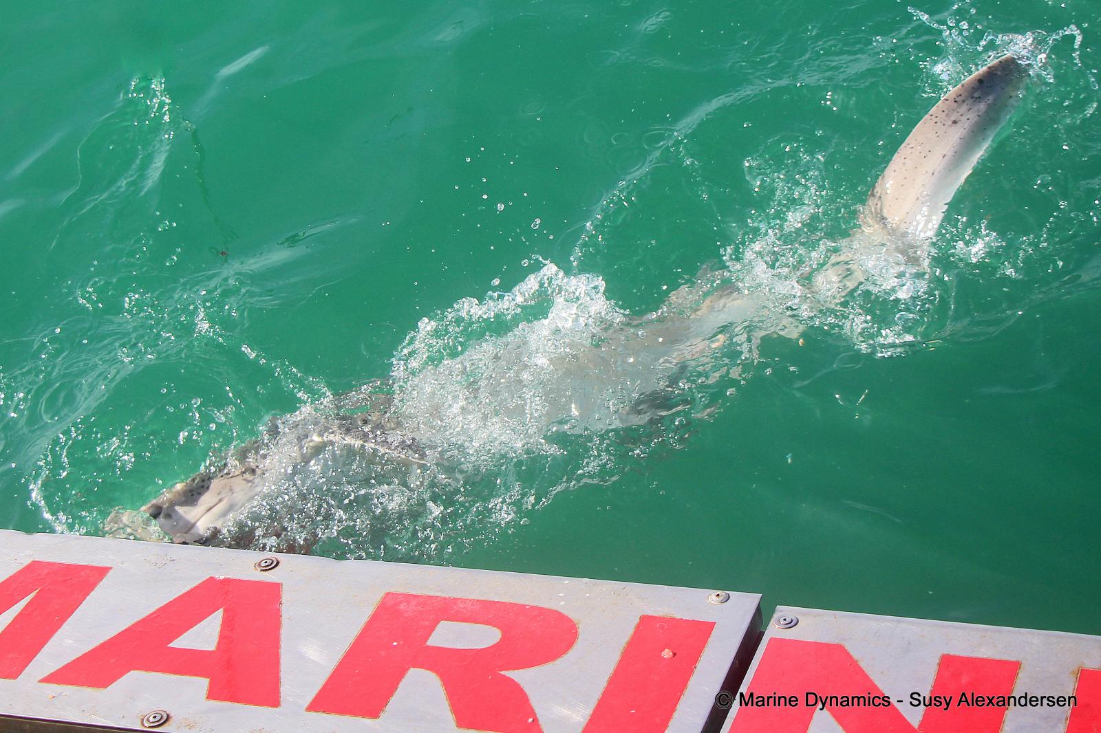 Sevengill shark, South Africa