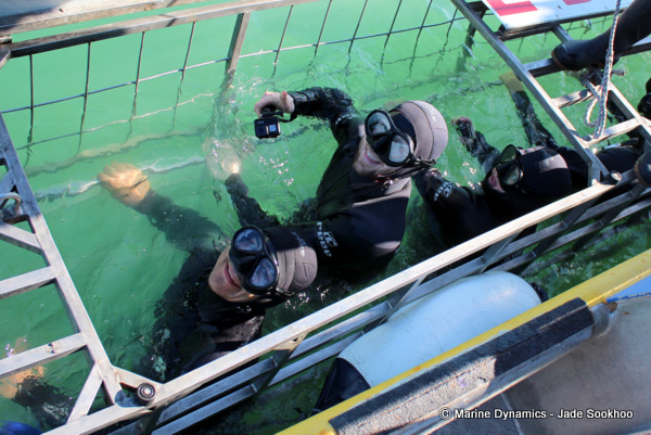 Shark cage diving, South Africa