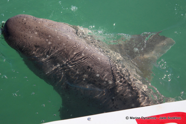 Sevengill shark, Shark cage diving, South Africa