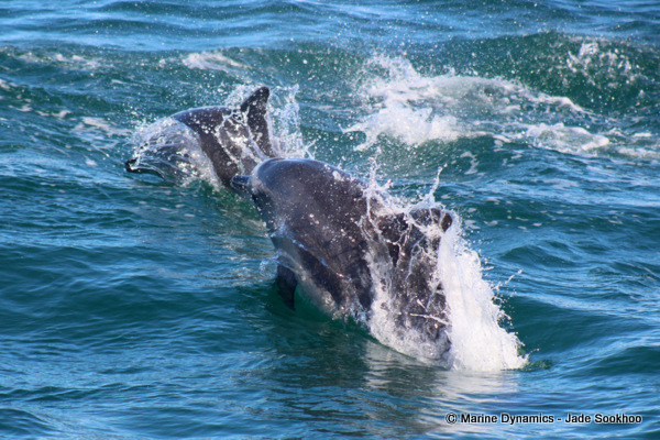 Bottlenose Dolphin, Shark Cage diving, South Africa