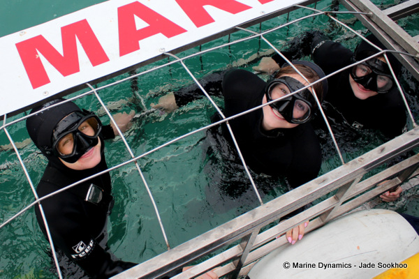 Shark Cage diving, South Africa