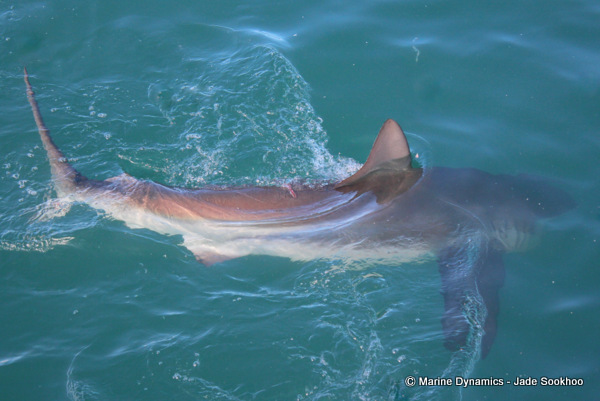 Bronze Whaler Shark, Shark Cage diving, South Africa