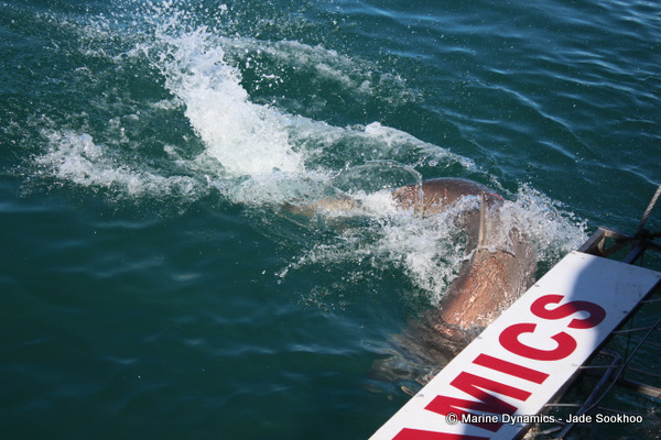 Bronze Whaler shark, Shark Cage diving, South Africa
