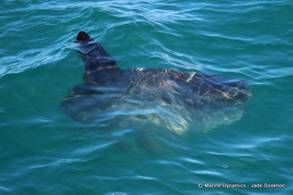 Mola Mola, Shark Cage diving, South Africa