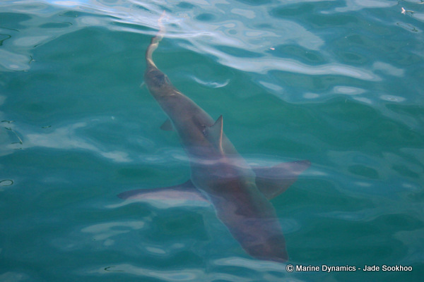 Bronze Whaler shark, Shark Cage diving, South Africa