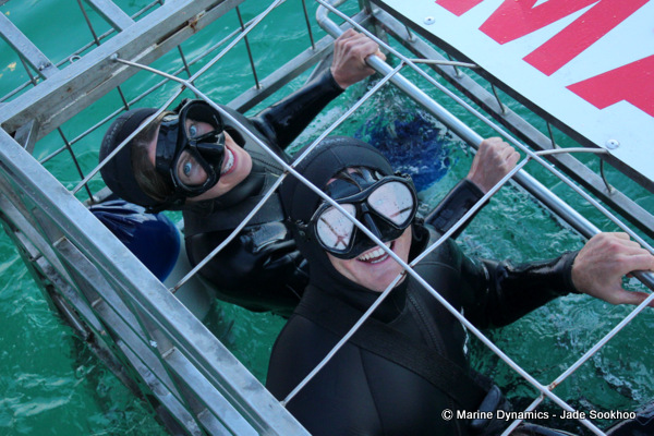 Bronze Whaler shark, Shark Cage diving, South Africa