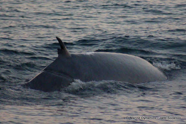 Bryde's Whale, Shark Cage diving, South Africa