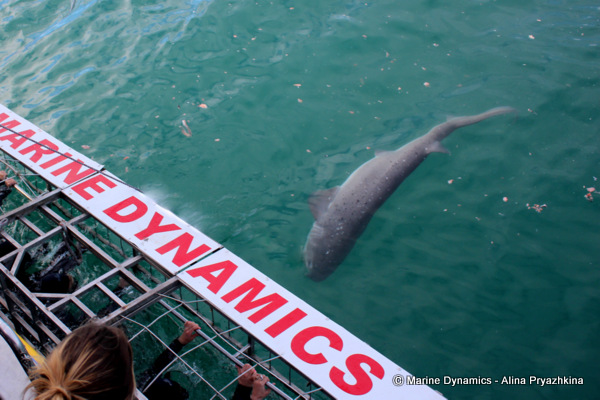 svengill shark, gansbaai, south africa