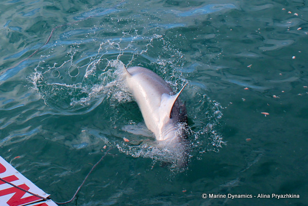 sevengill gansbaai, south africa
