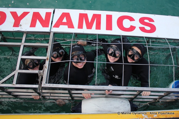 shark cage diving, gansbaai, south africa